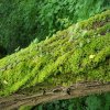Arbre mort transformé en jardin naturel. De nombreux organismes recyclent le bois en permettant le retour de la matière organique en éléments minéraux assimilables par d'autres végétaux. BRUNO GODET 